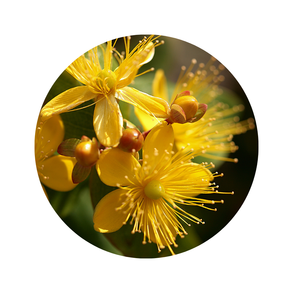 St. Johnswort EO 5ml