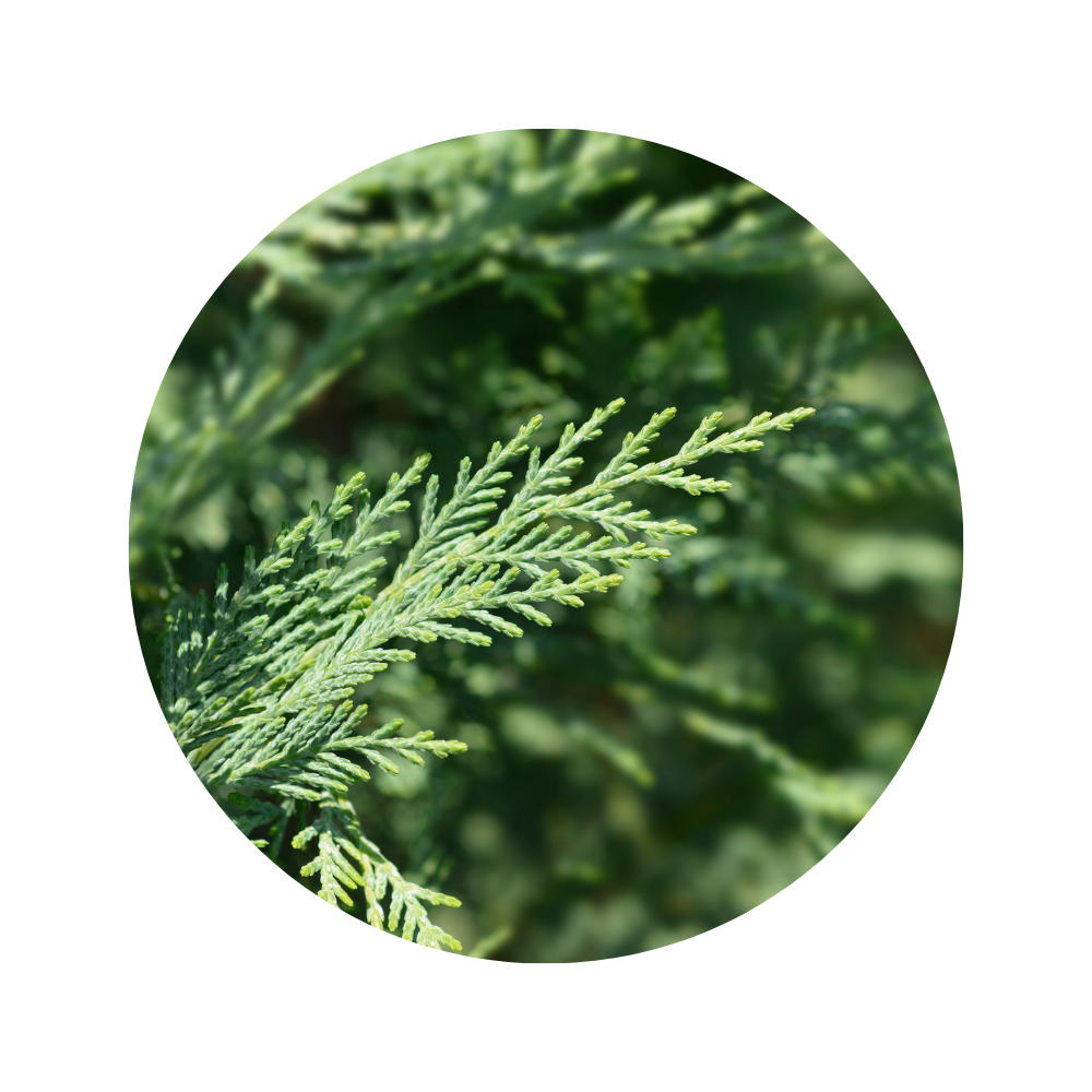 Cedar Red Essential Oil 5ml