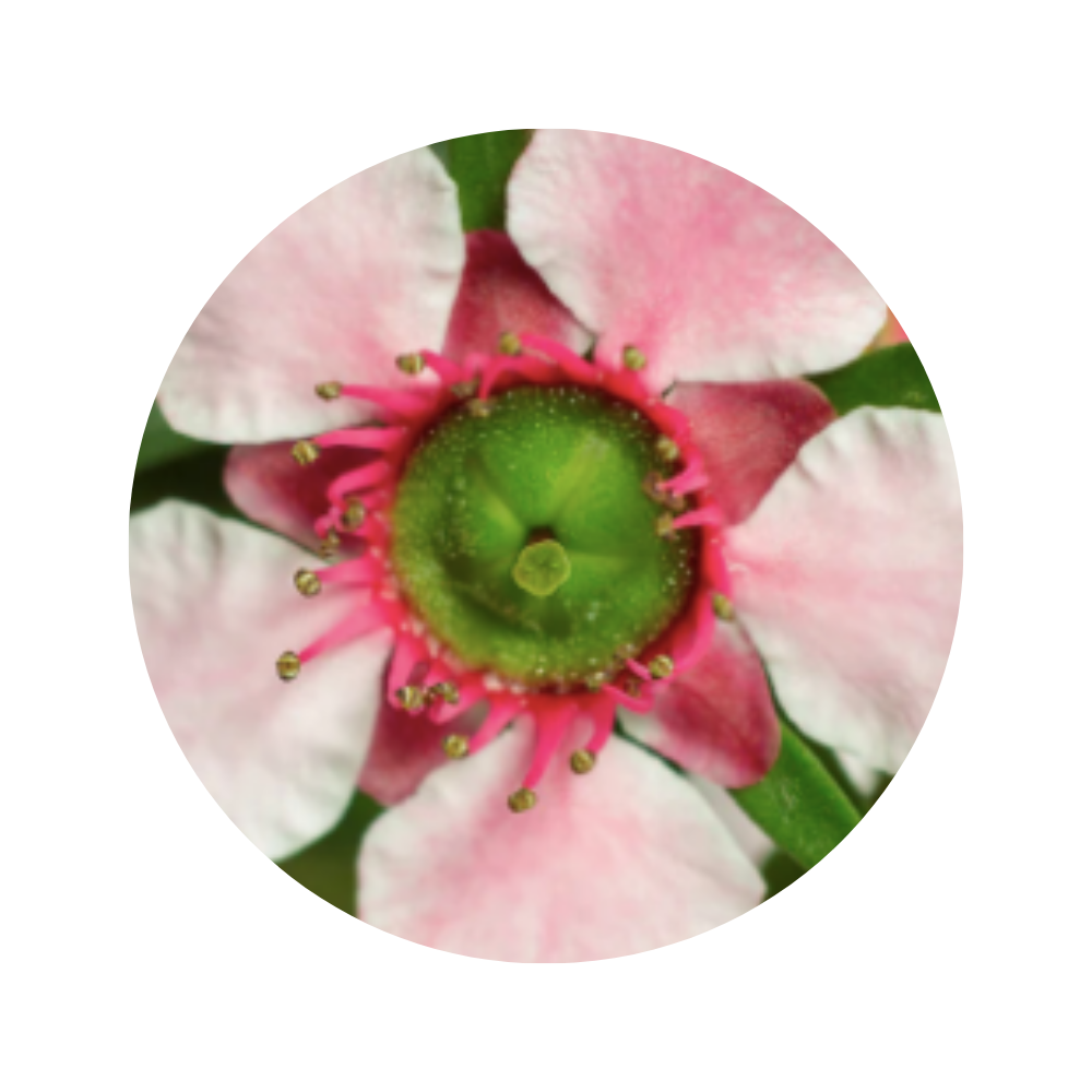 Manuka Essential Oil 5ml