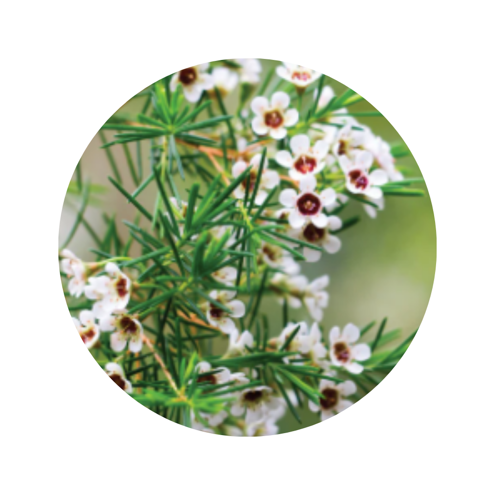 Fragonia Essential Oil 5ml