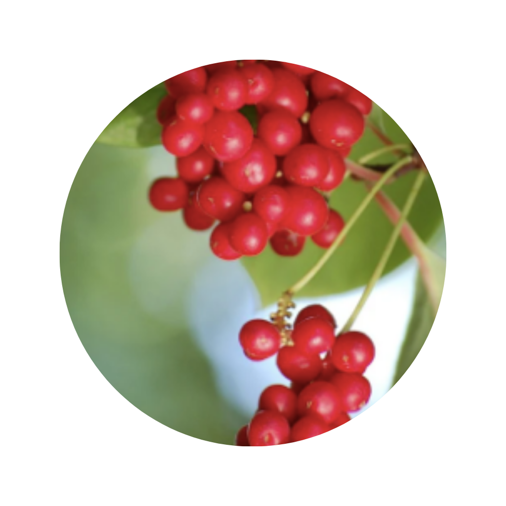 Schizandra Berry Essential Oil 5ml