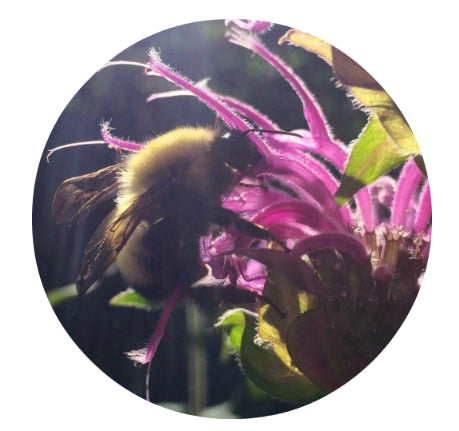 Bee Balm Essential Oil 5ml
