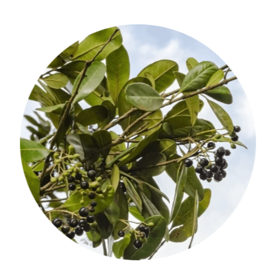All Spice Essential Oil 5ml