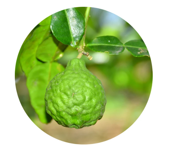 Bergamot Essential Oil 5ml