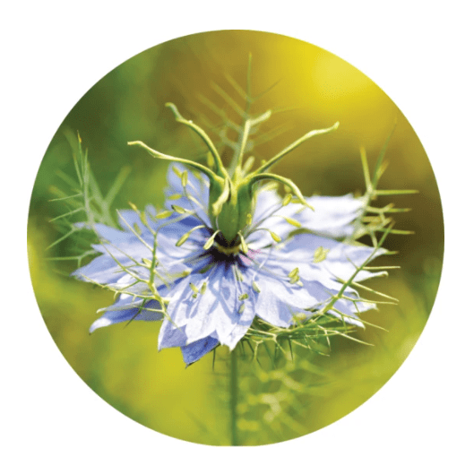 Black Cumin Seed Essential Oil 5ml