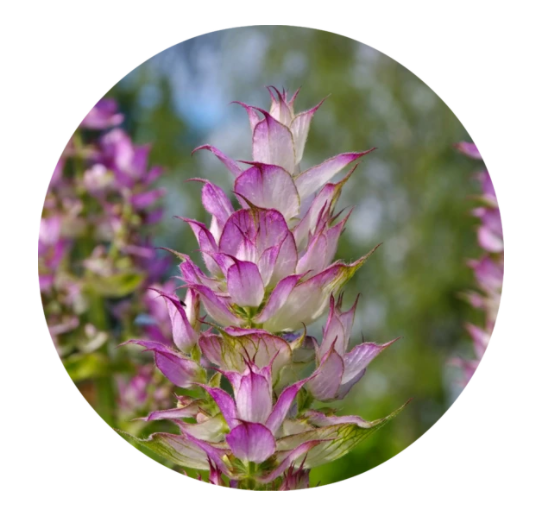 Clary Sage Essential Oil 5ml