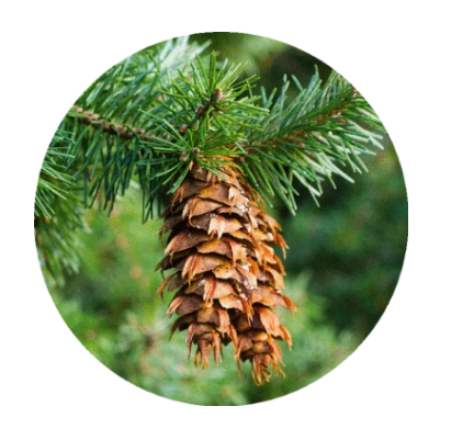 Douglas Fir Essential Oil 5ml