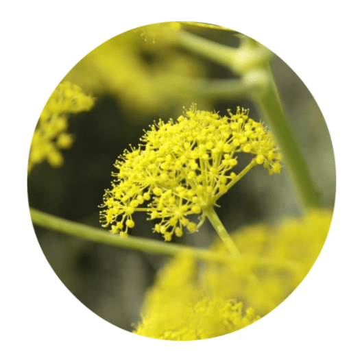 Fennel Essential Oil 5ml