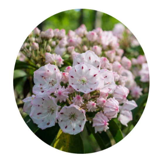 Laurel Essential Oil 5ml