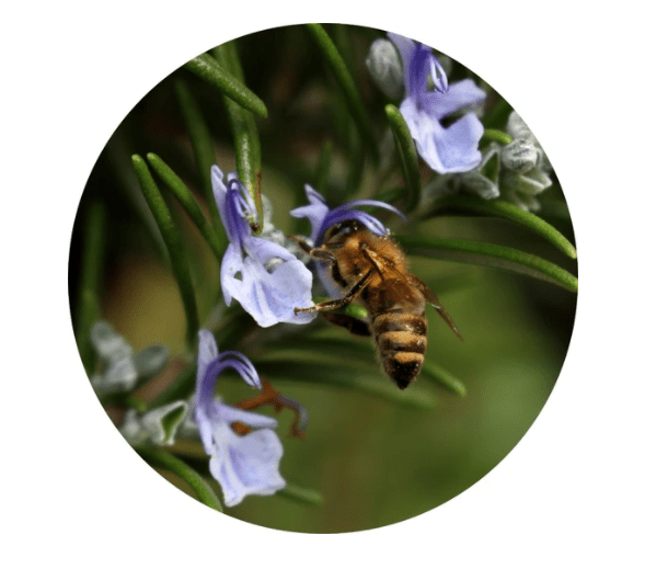 Rosemary Essential Oil 5ml