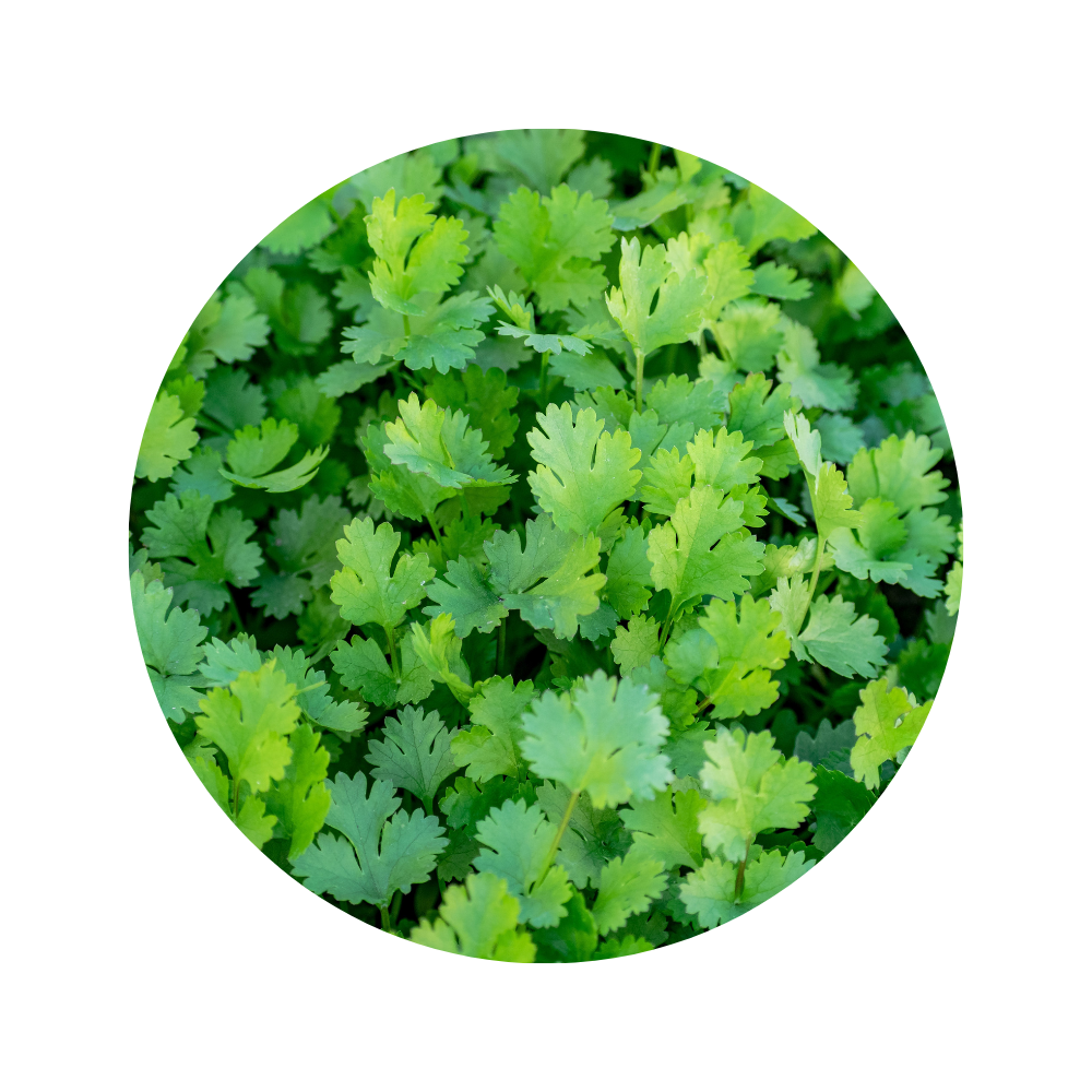 Coriander Essential Oil 5mls