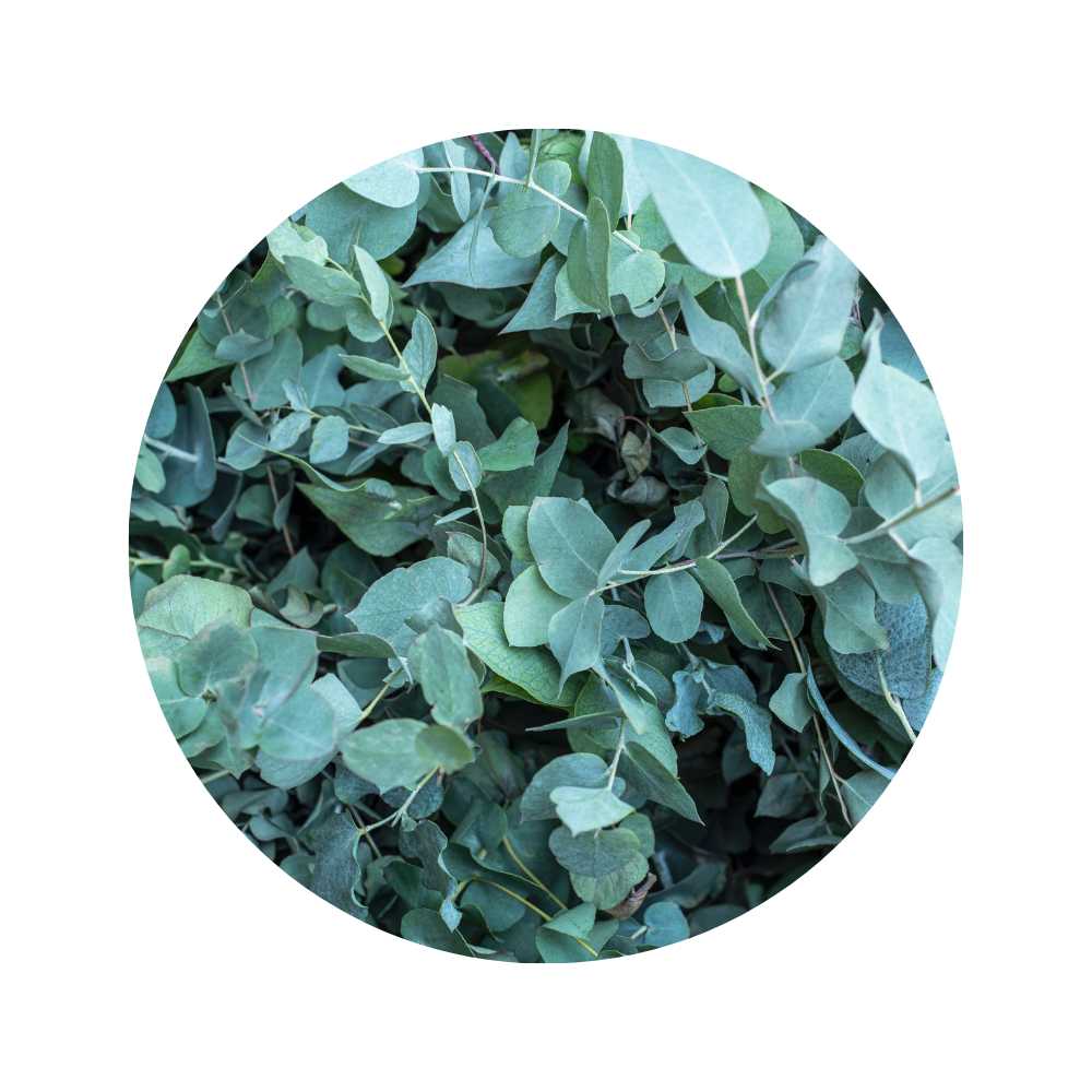 Eucalyptus Essential Oil 5ml