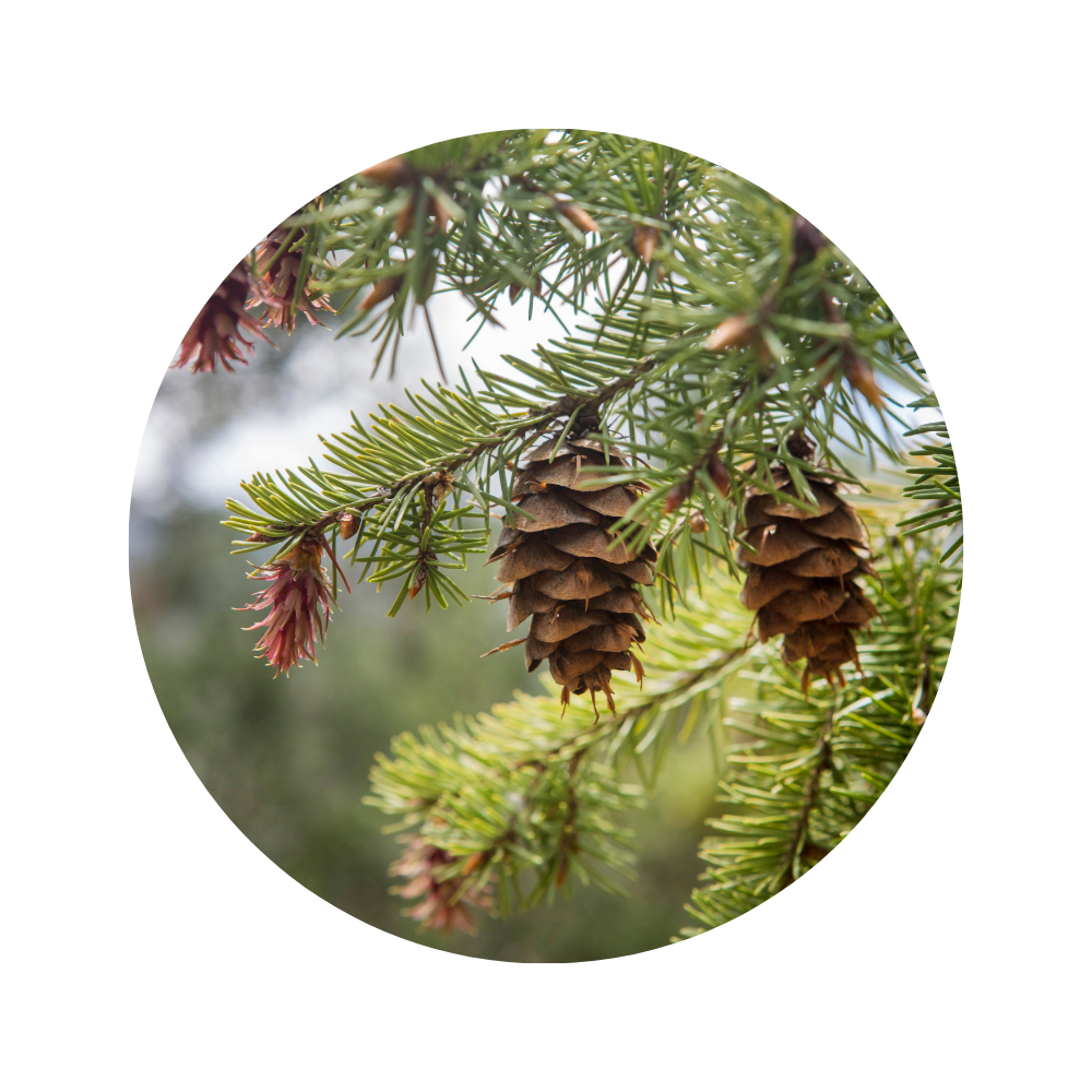 Fir Balsam Essential Oil 5ml
