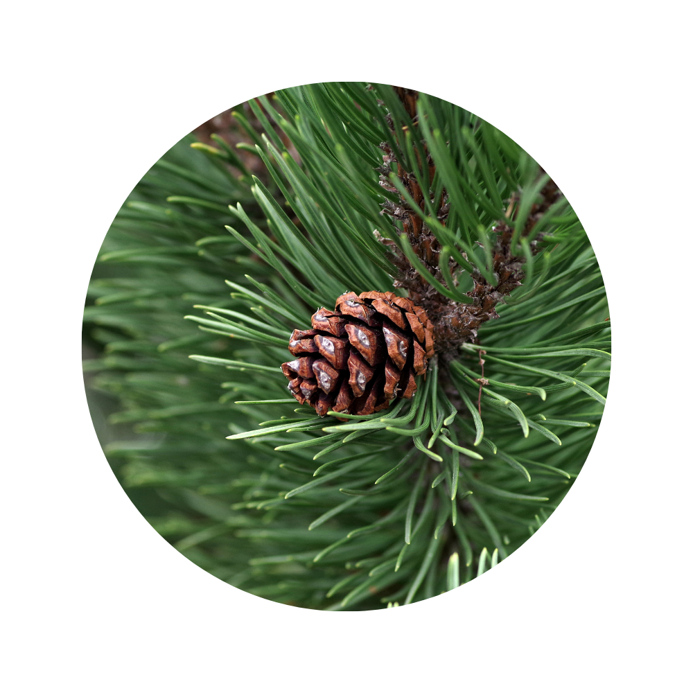 Grand White Pine Essential Oil 5ml