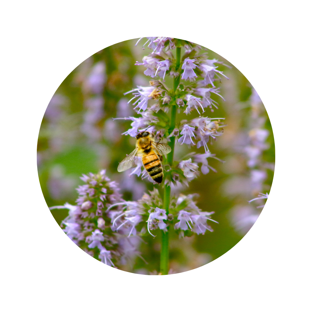 Marjoram Essential Oil 5ml