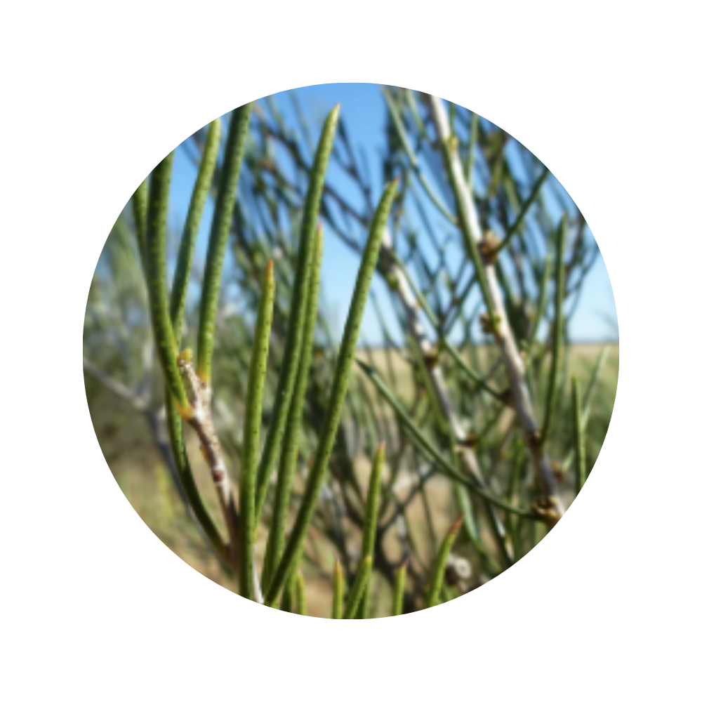 Myrtle Essential Oil 5ml