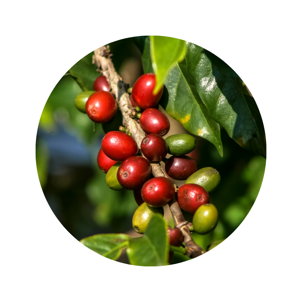 Coffee Bean Essential Oil 5ml
