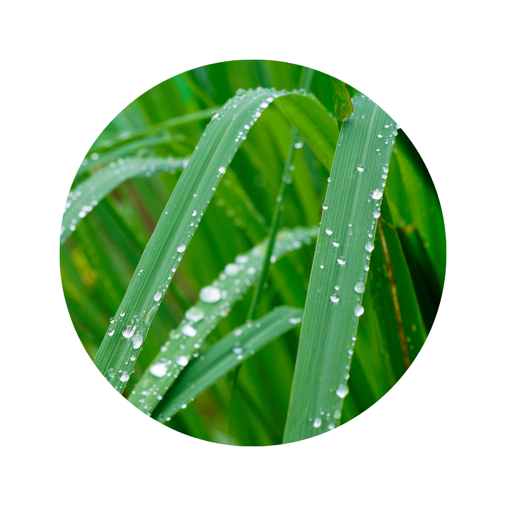 Lemongrass Essential Oil 5ml