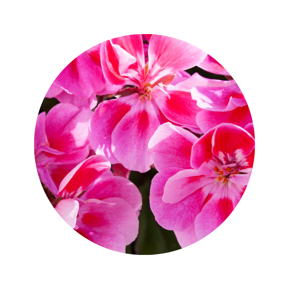 Geranium Essential Oil 5ml