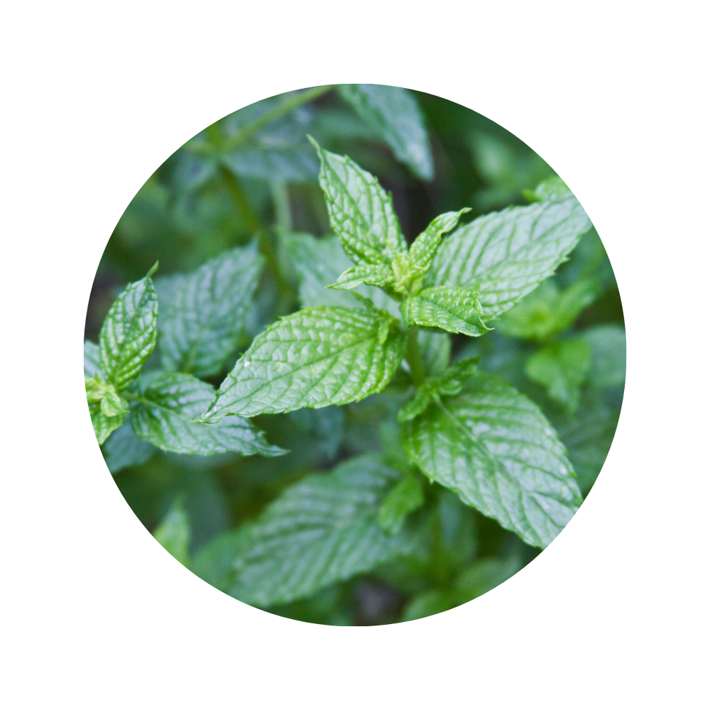Oregano Essential Oil 5ml