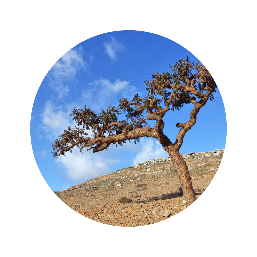 Frankincense Essential Oil 5ml