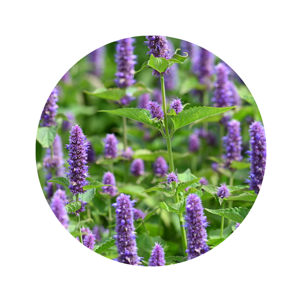 Hyssop Essential Oil 5ml