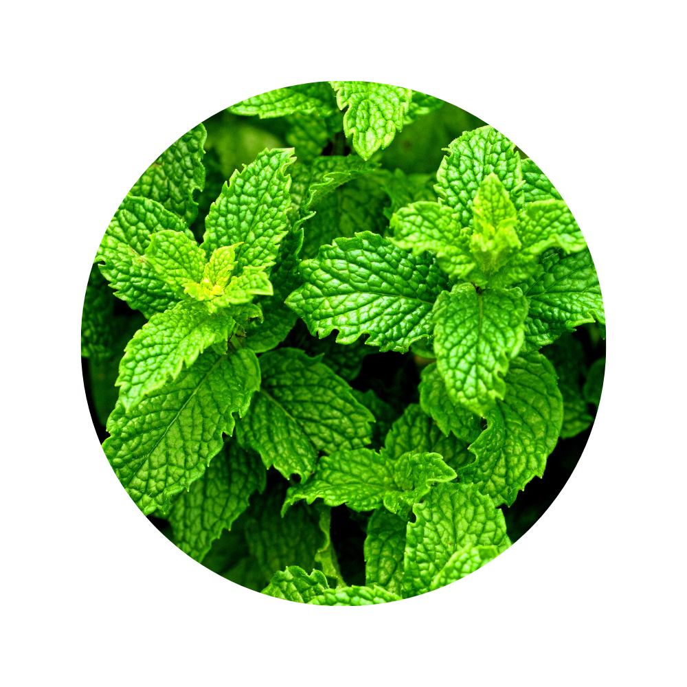 Peppermint Essential Oil 5ml
