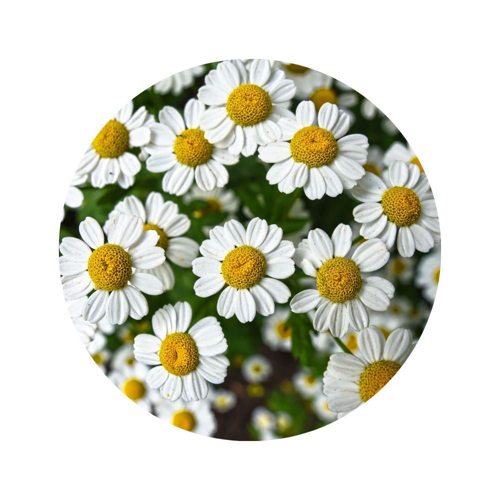 Chamomile Essential Oil 5ml