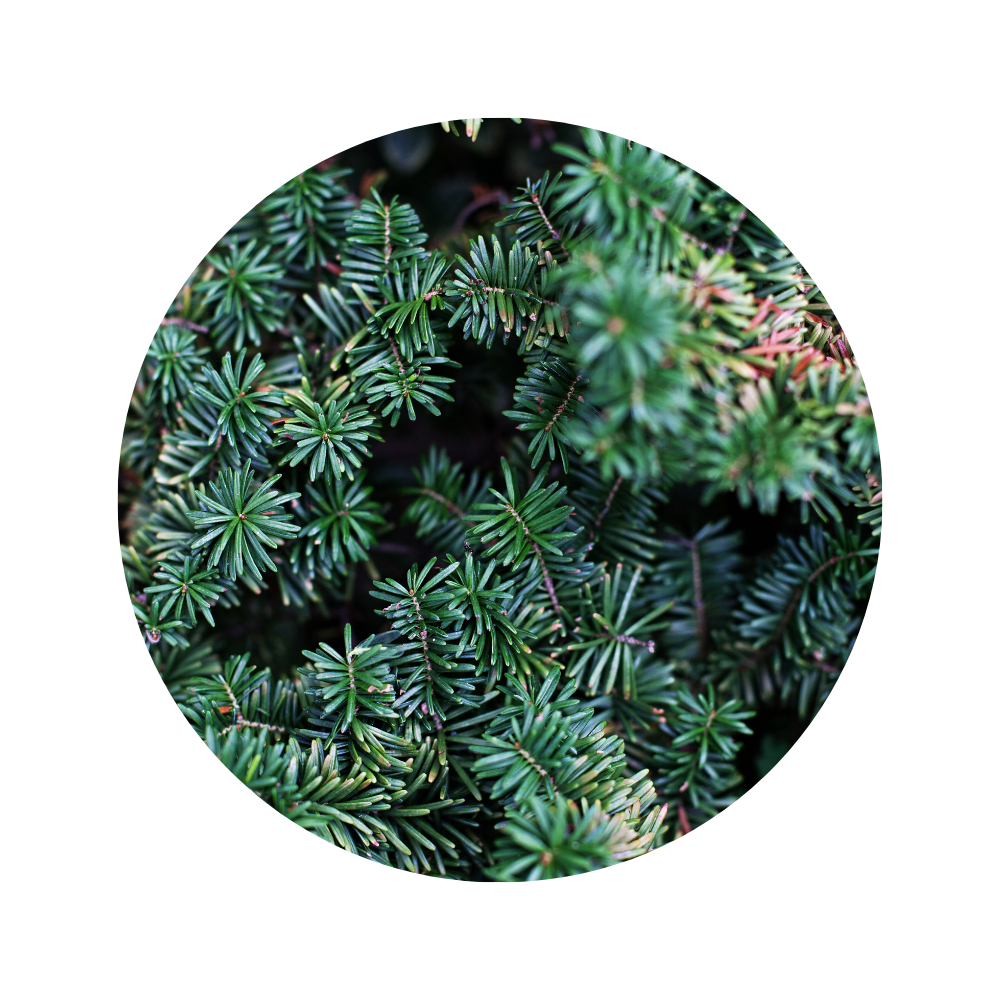 Fir Grand Essential Oil 5ml