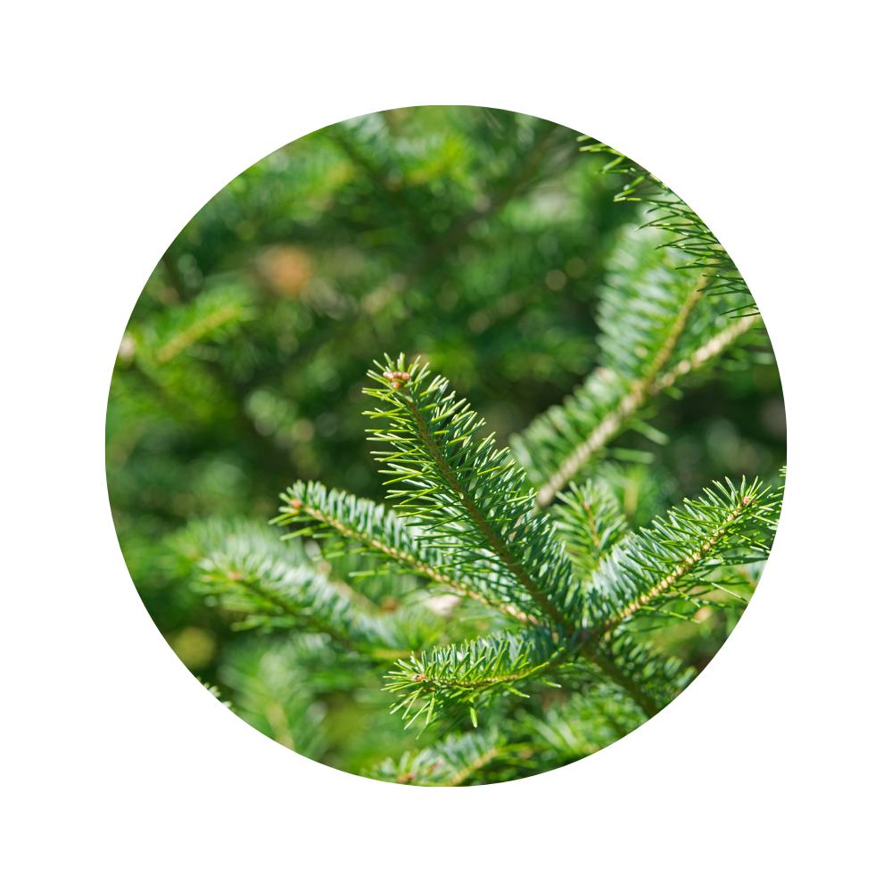 Red Pine Essential Oil 5ml