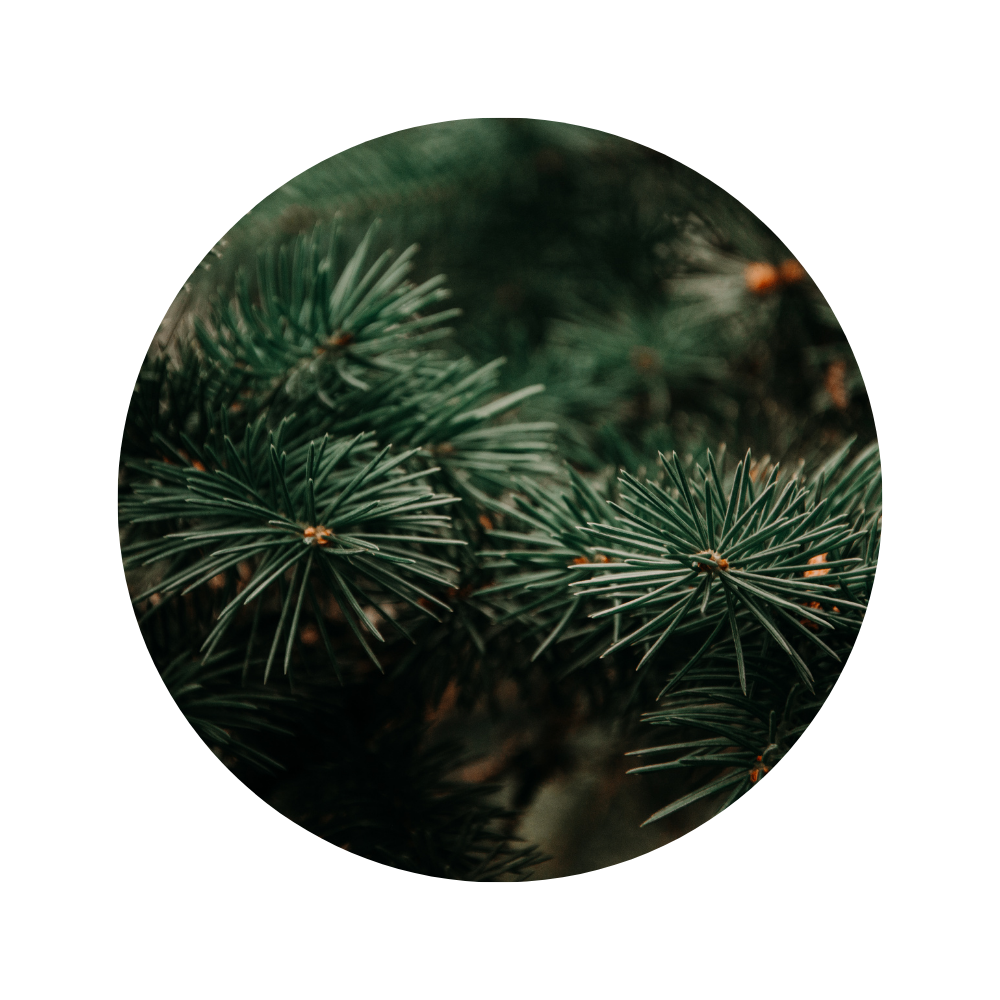Black Spruce Essential Oil 5ml