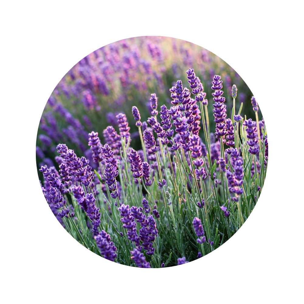 Lavender Essential Oil 5ml