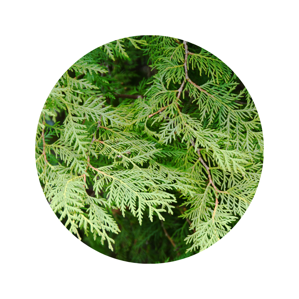 Cedar French EO 5ml