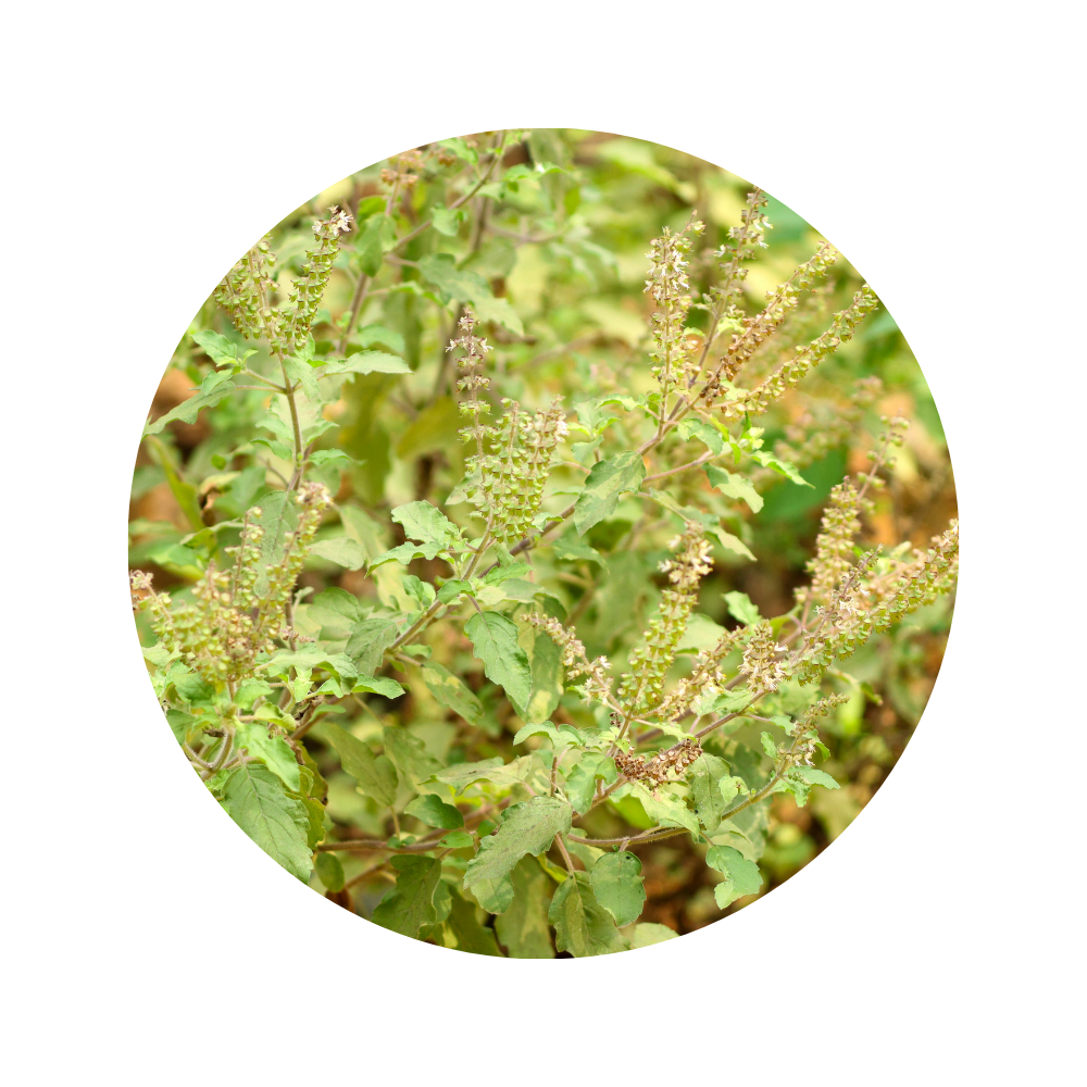 Holy Basil Essential Oil 5ml